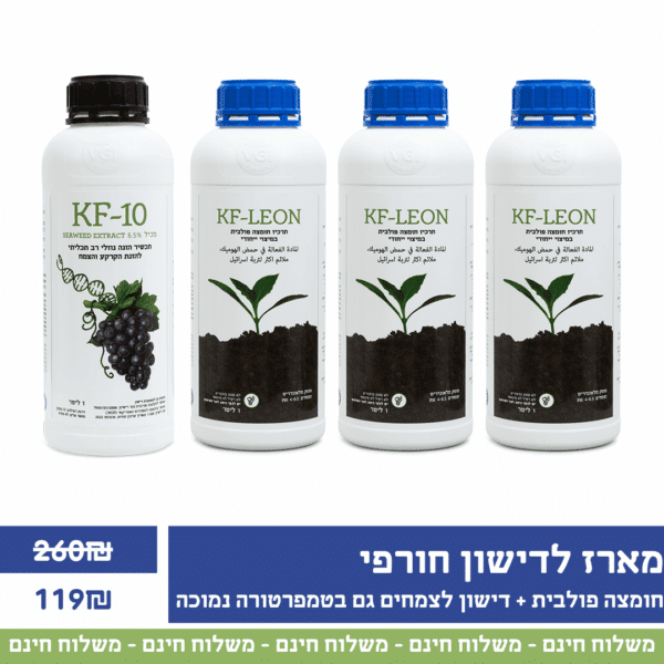 מארז דישון חורפי