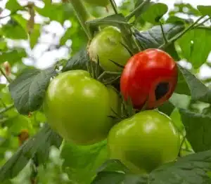 שחור פיטם בעגבנייה וכלורופיל בצמחים