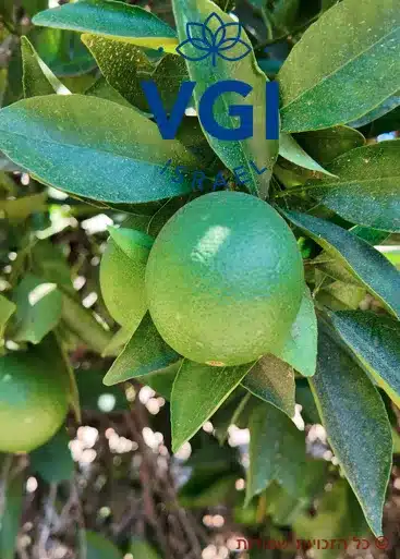 תצוגה עיצובית