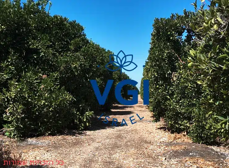 דשני VGI מול דשנים כימיים - יתרונות אקולוגיים ומעשיים