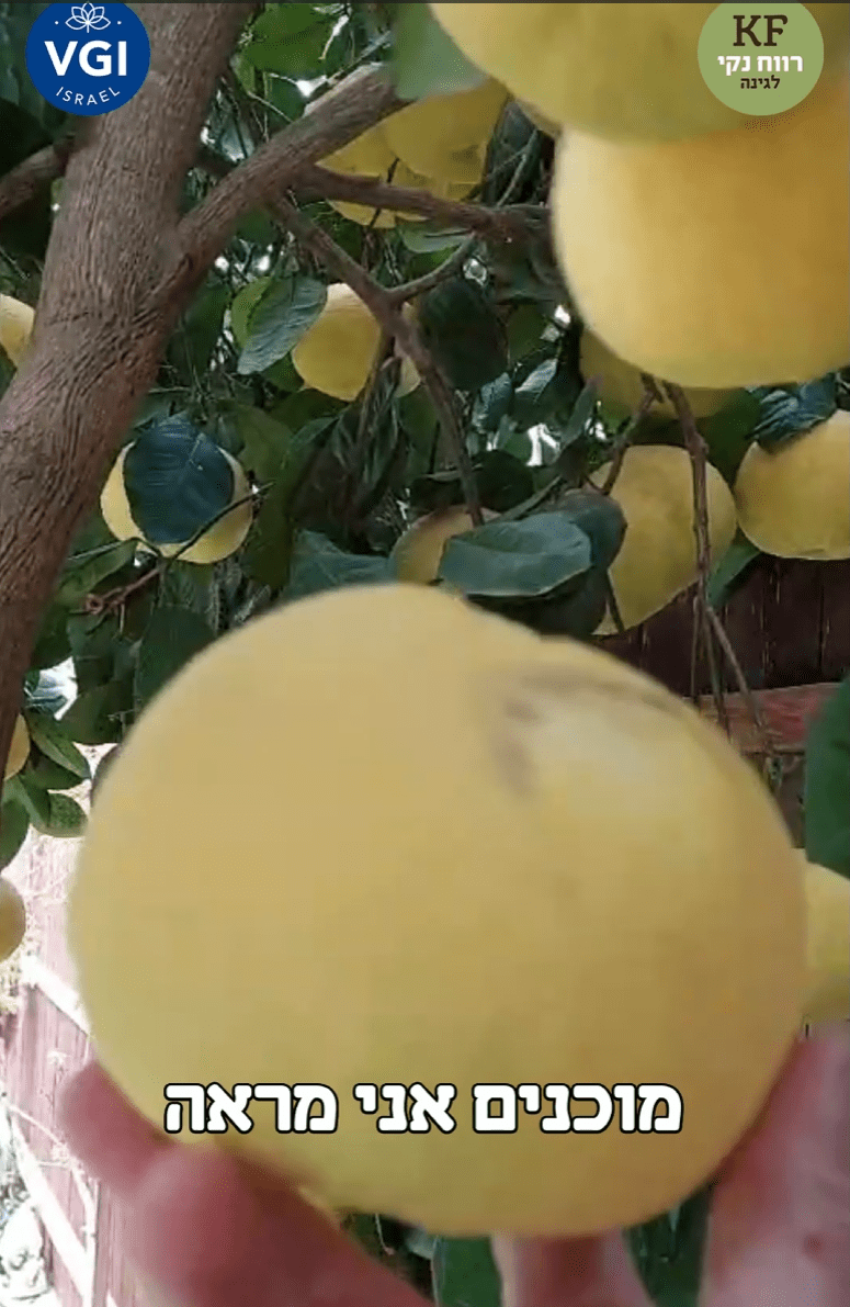 אשכוליות גדלות אחרי דישון עם KF