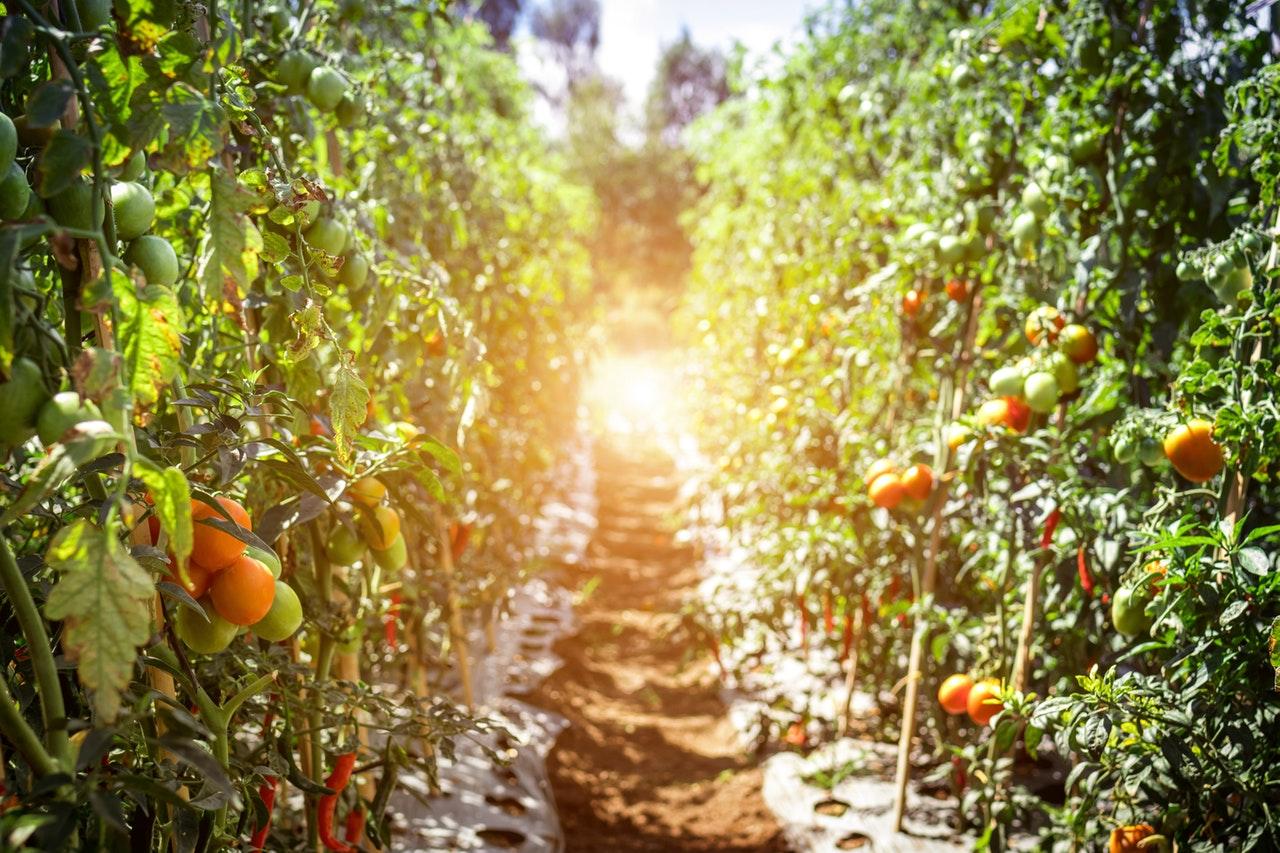 גידול עגבניות - איזה דשן מתאים לעגבניות?