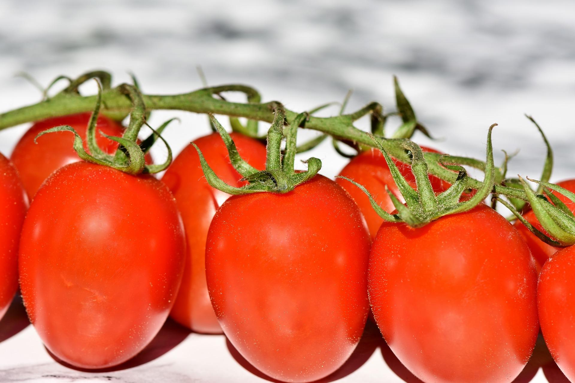 עגבניות תעשייה עסיסיות ואדומות