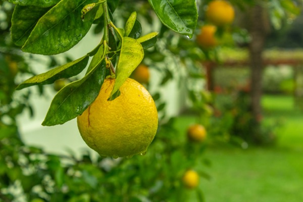 לגדל עץ לימון בבית