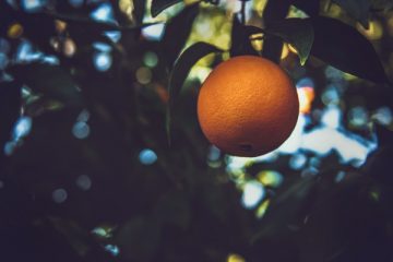 לגדל עץ תפוזים